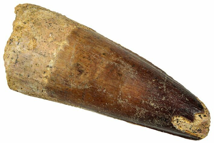 Fossil Spinosaurus Tooth - Robust Tooth #329527